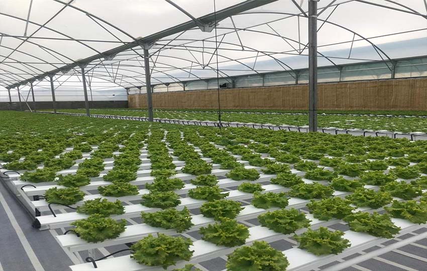 Produits hydroponiques
